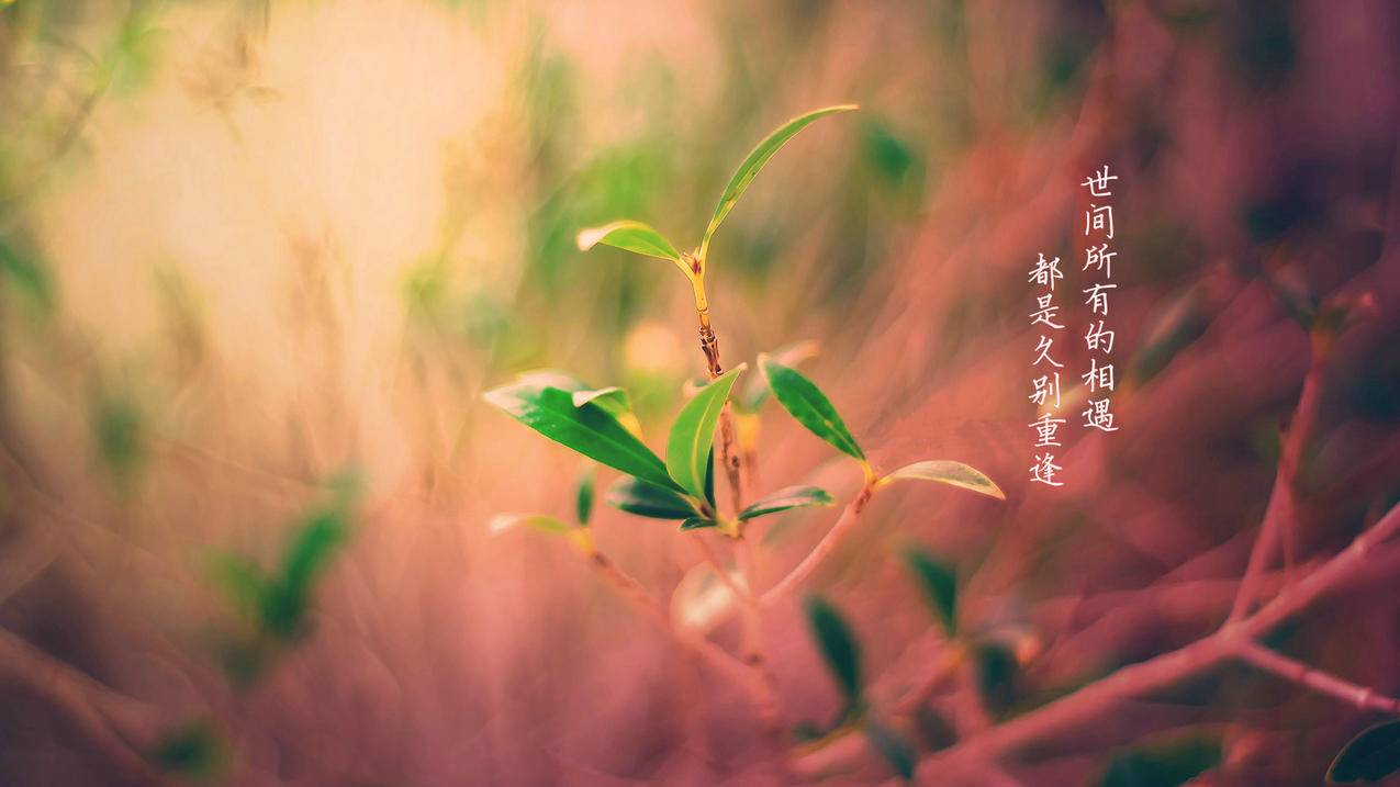 抖音买粉丝-咸鱼刷粉-QQ号出售